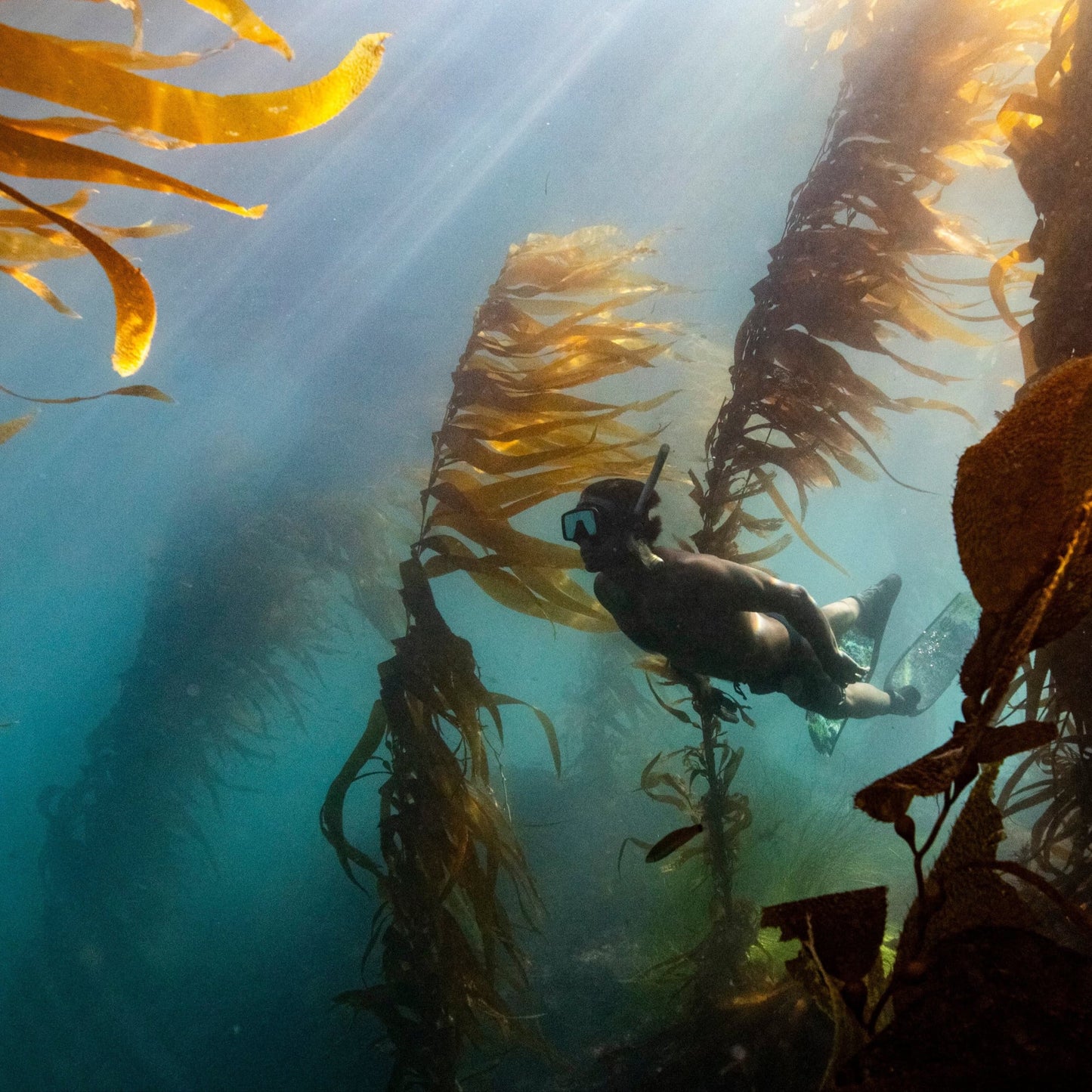 Casey Parlette snorkleing in the ocean in a tall kelp forest with rays of sunlight streaming through the water.